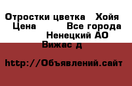 Отростки цветка  “Хойя“ › Цена ­ 300 - Все города  »    . Ненецкий АО,Вижас д.